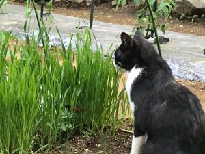 ネコと一緒